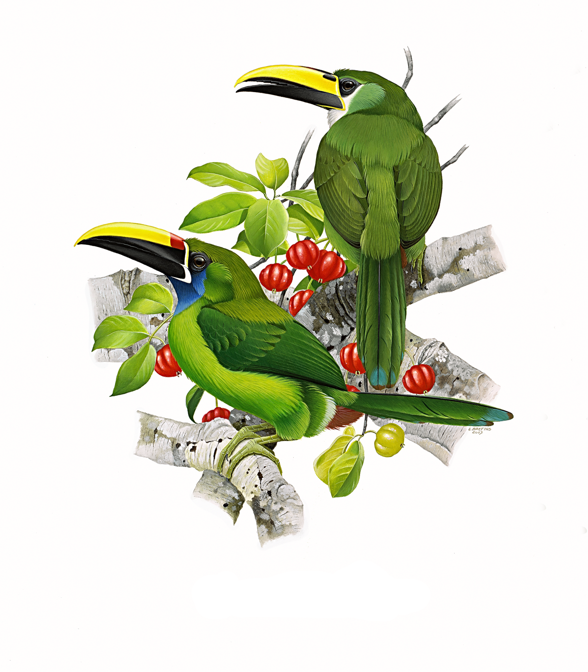 Prancha 1, Aulacorhynchus prasinus