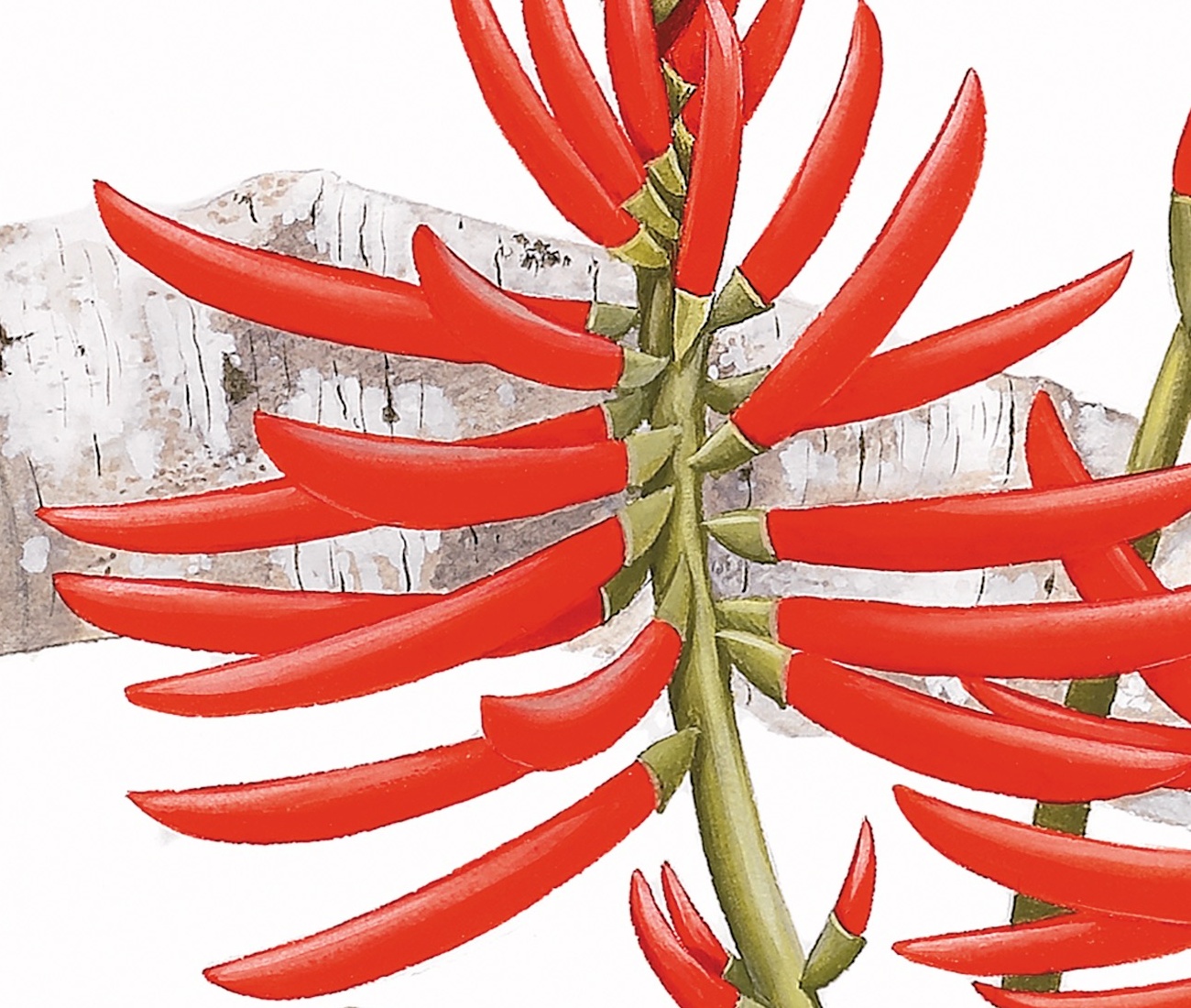 Detail · Inflorescence