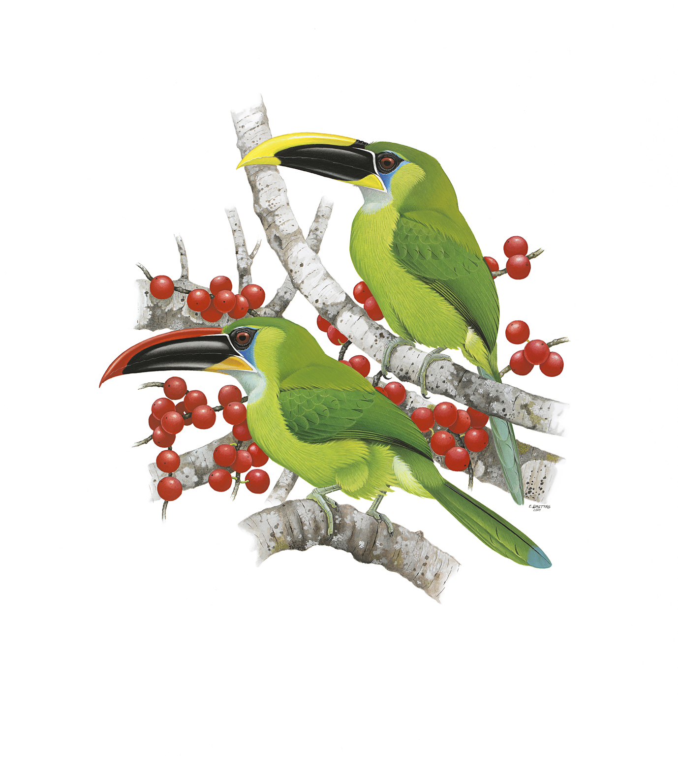 Prancha 3, Aulacorhynchus sulcatus