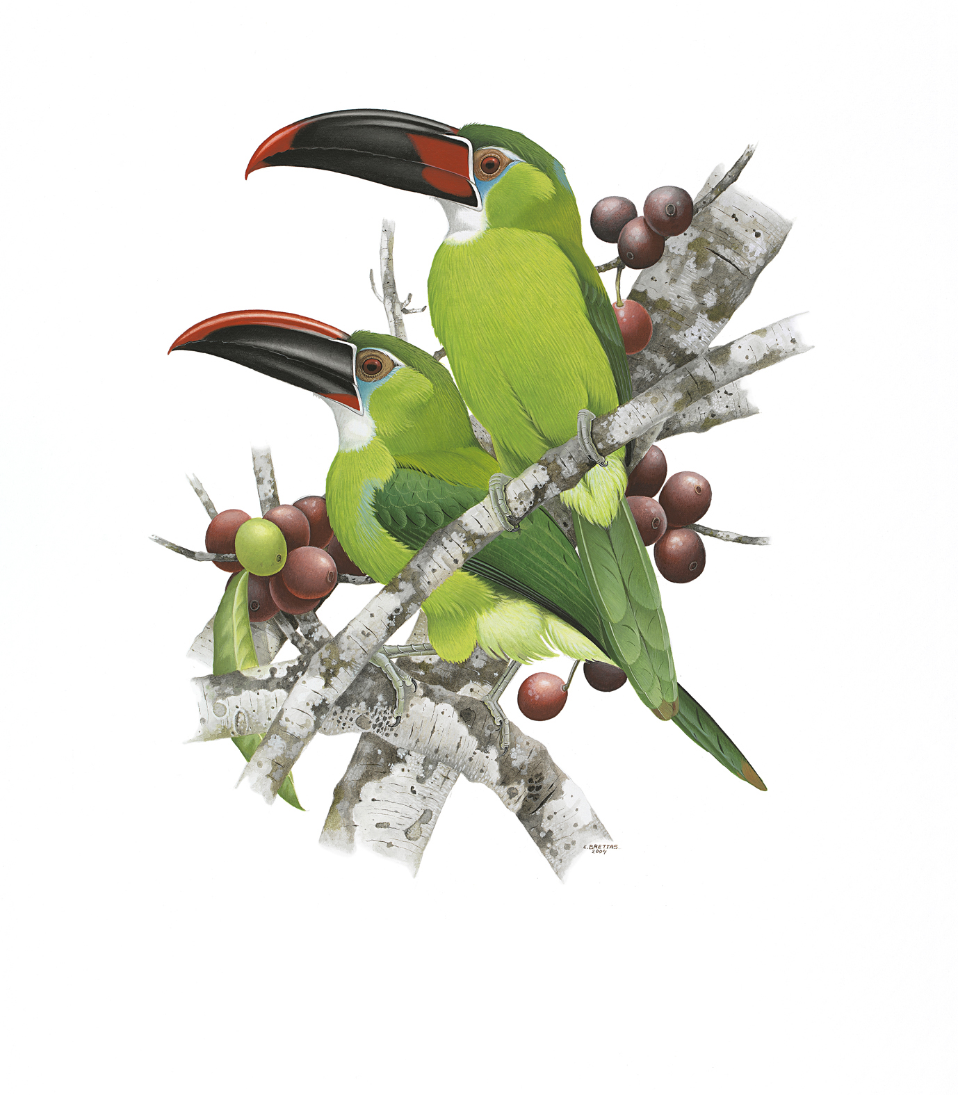 Prancha 4, Aulacorhynchus derbianus