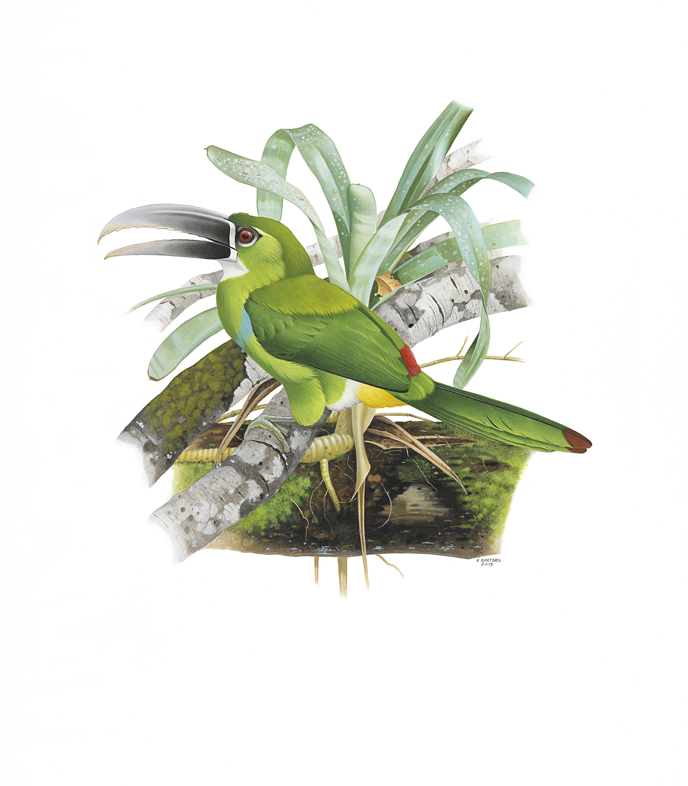 Prancha 6, Aulacorhynchus huallagae
