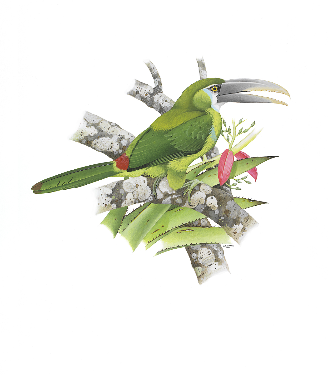 Prancha 7, Aulacorhynchus coeruleicinctis