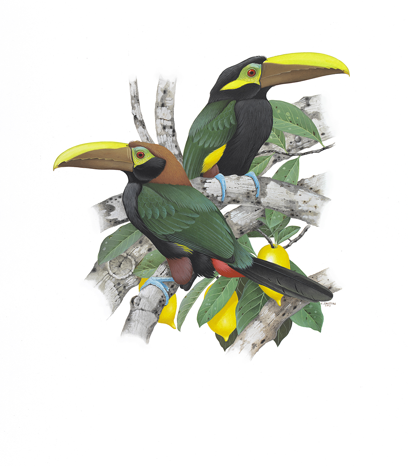 Prancha 8, Selenidera spectabilis