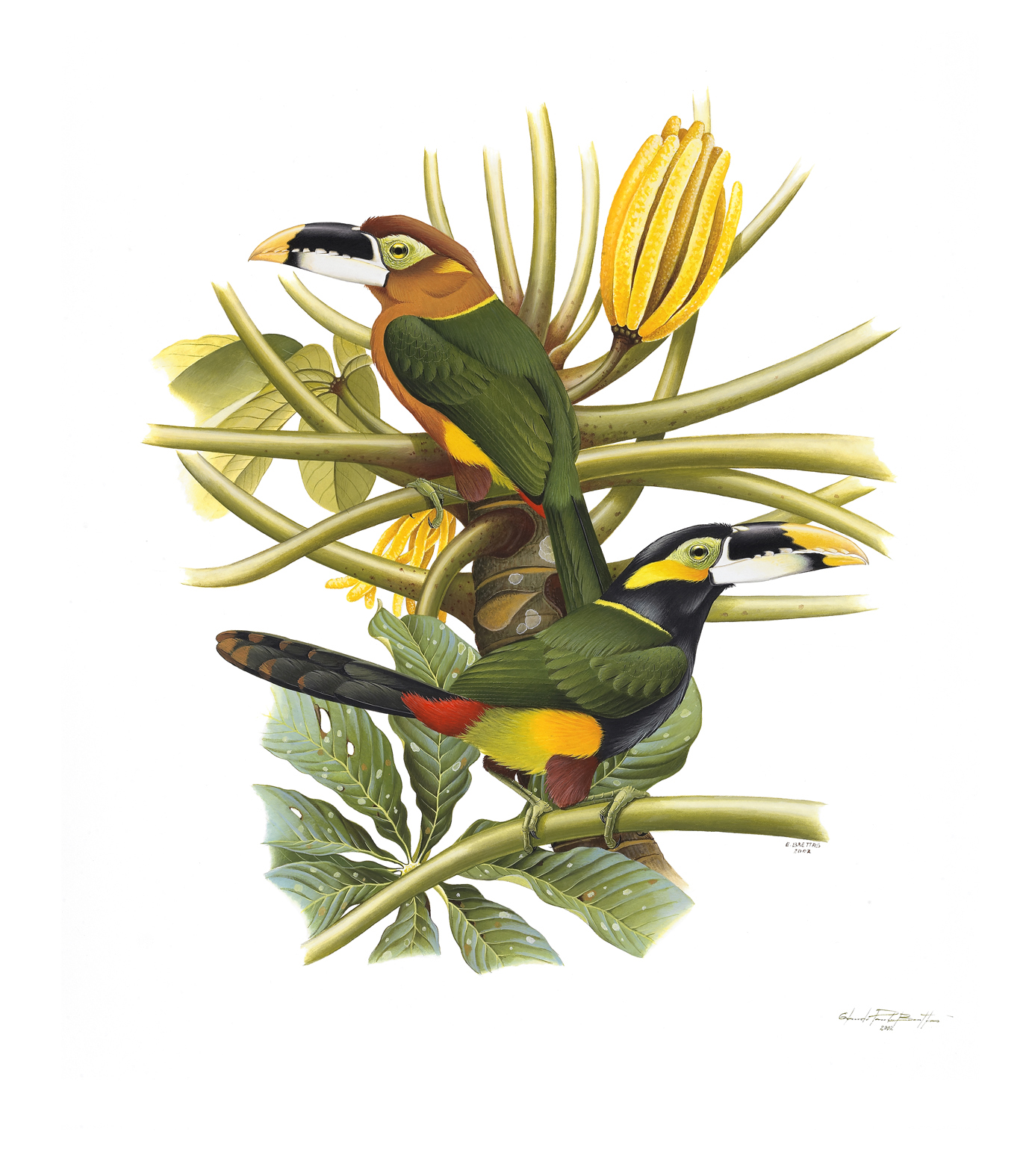 Prancha 12, Selenidera gouldii