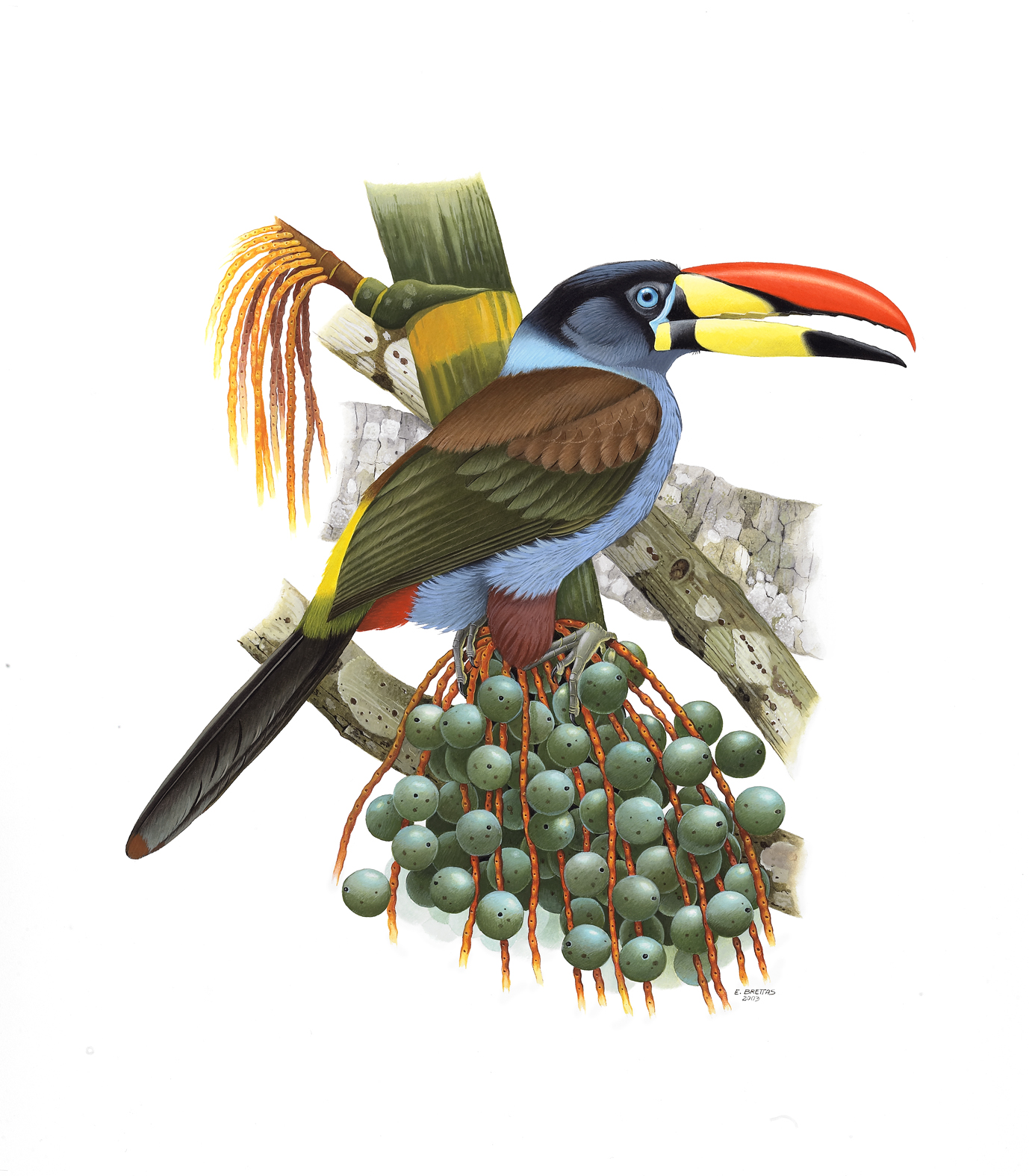 Prancha 14, Andigena hypoglauca lateralis