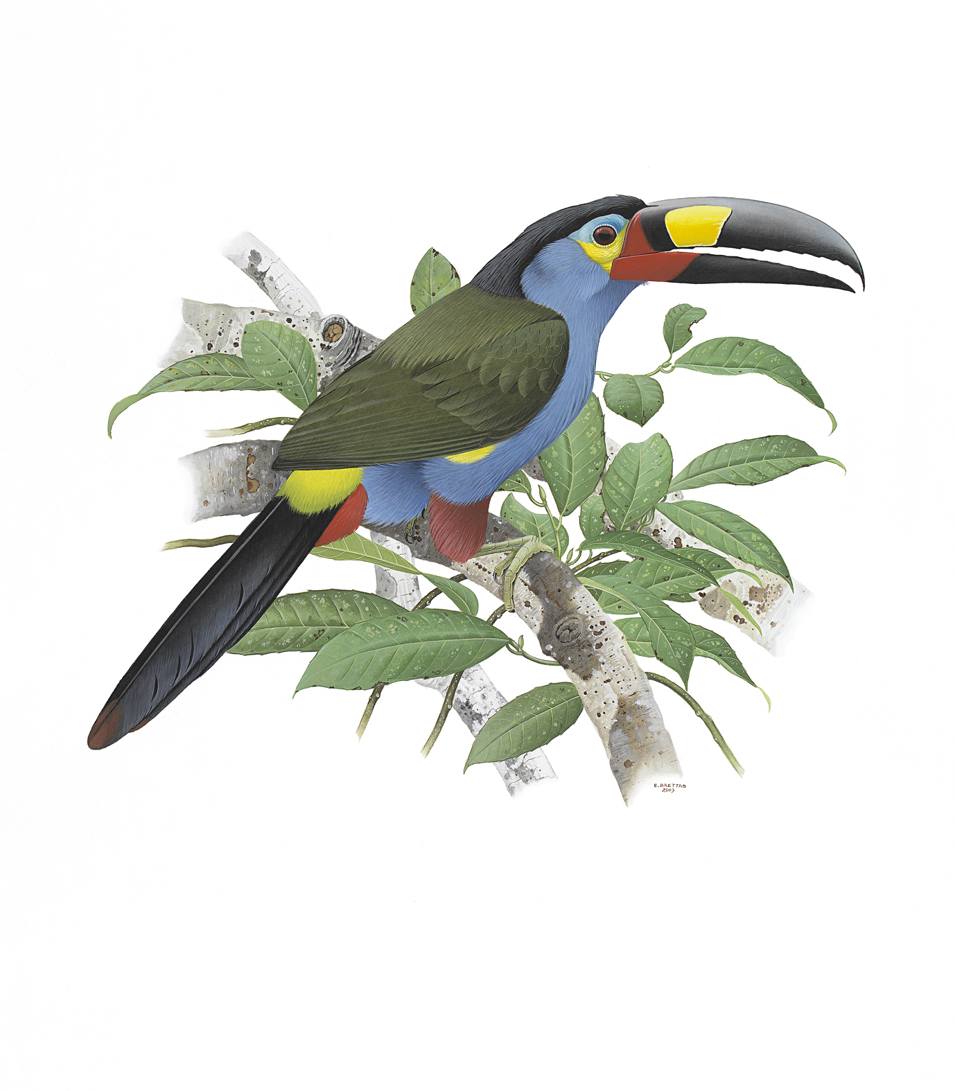 Prancha 16, Andigena laminirostris