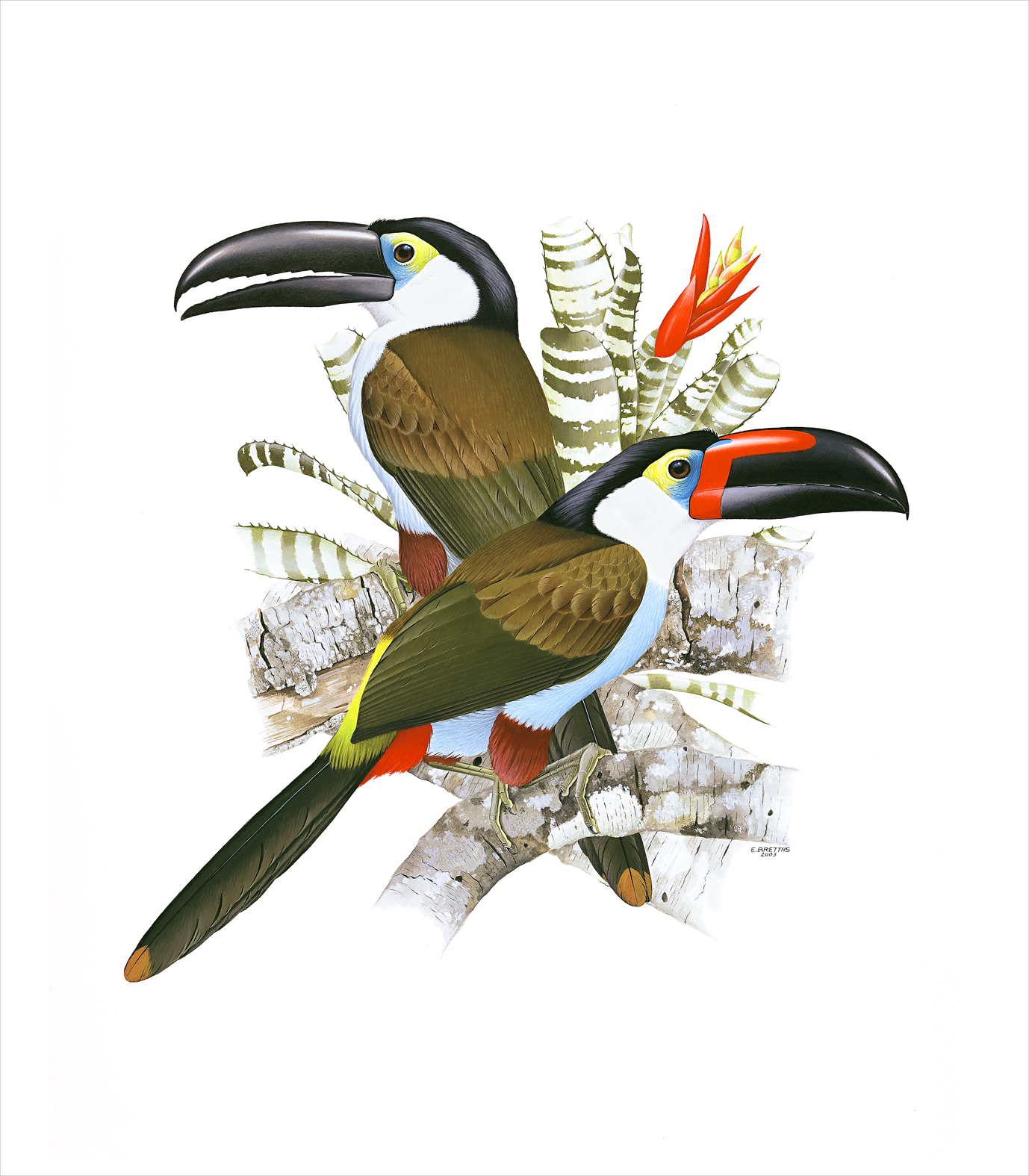 Prancha 17, Andigena nigrirostris