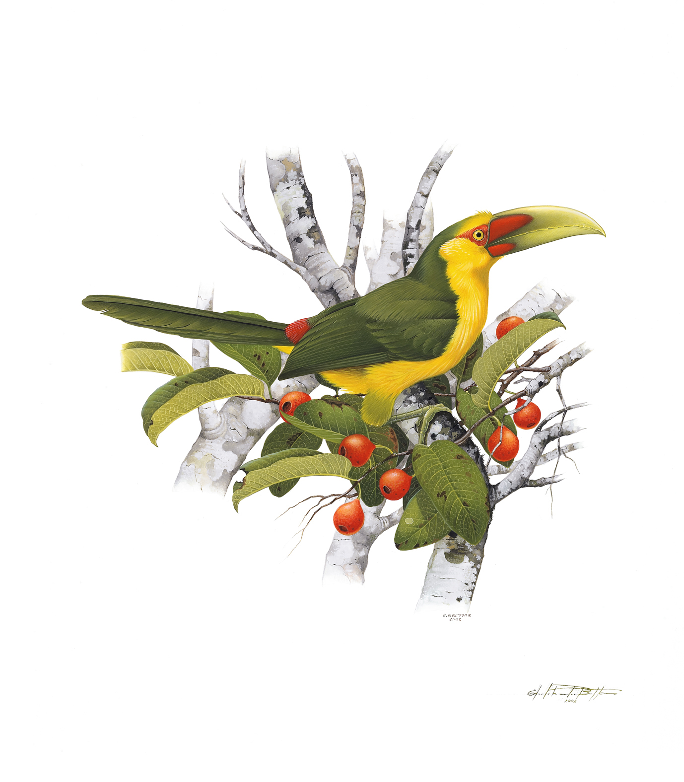 Saffron Toucanet watercolor plate