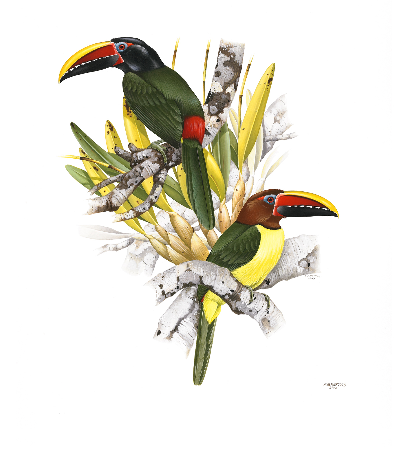 Prancha 19, Pteroglossus viridis