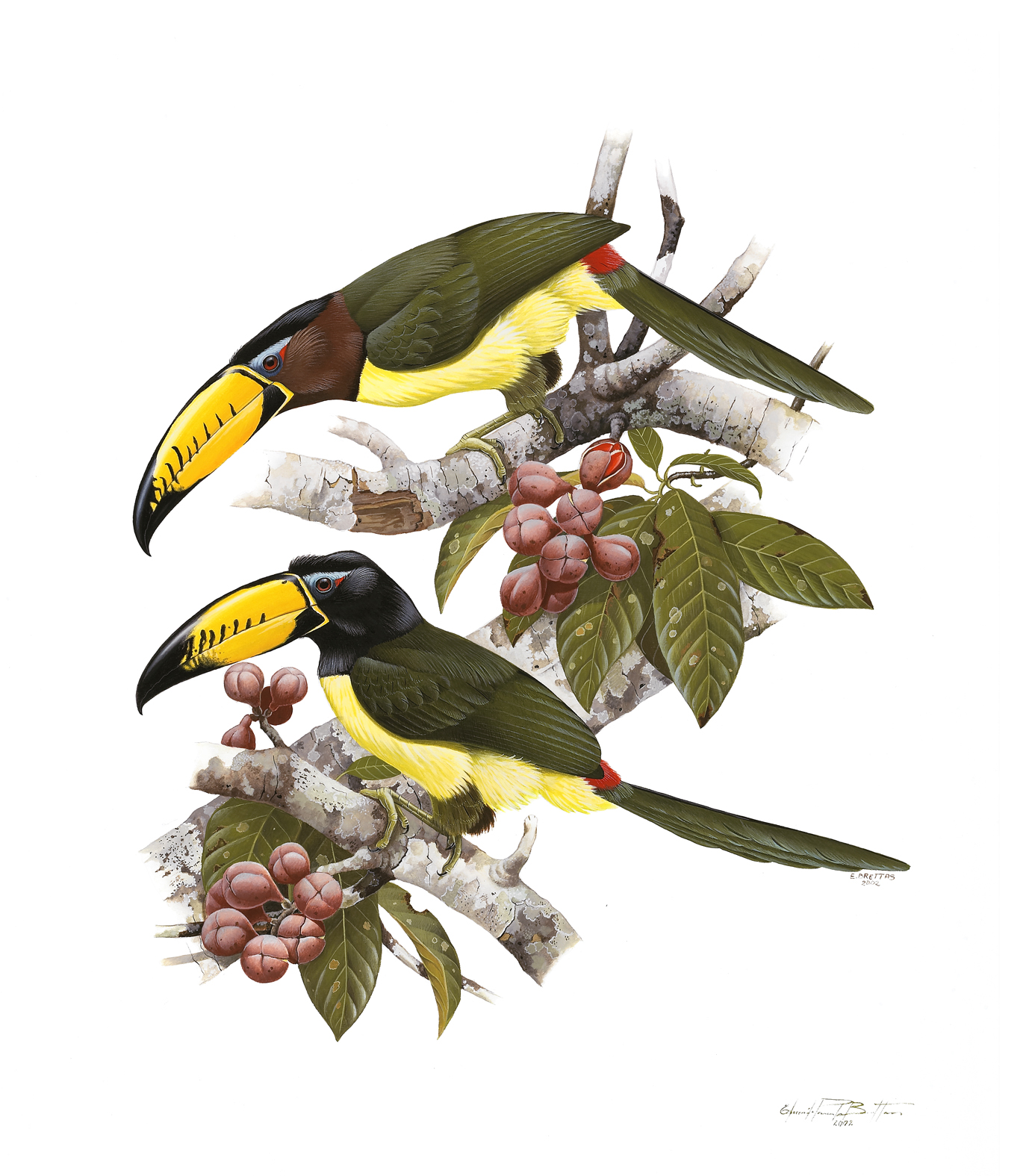 Prancha 20, Pteroglossus inscriptus inscriptus