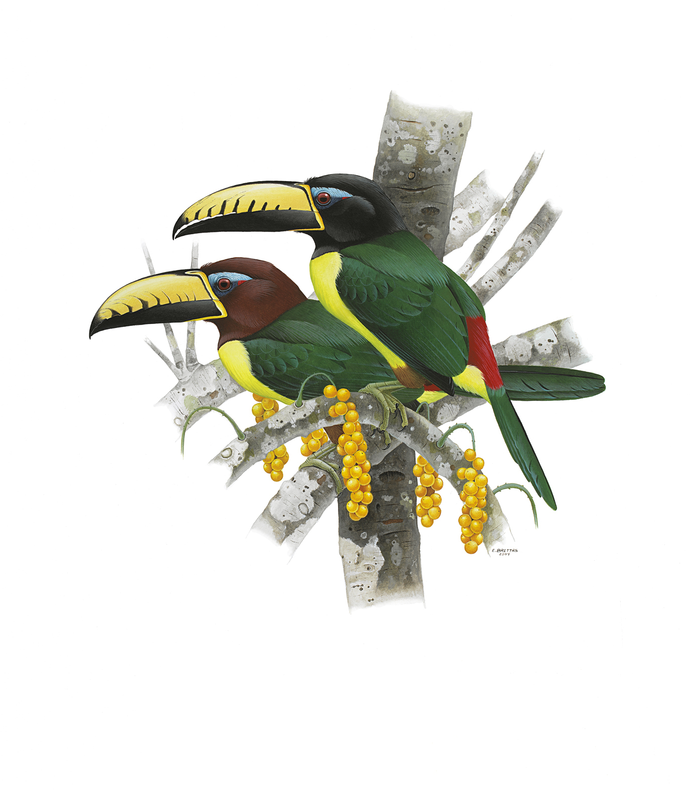 Prancha 21, Pteroglossus inscriptus humboldti