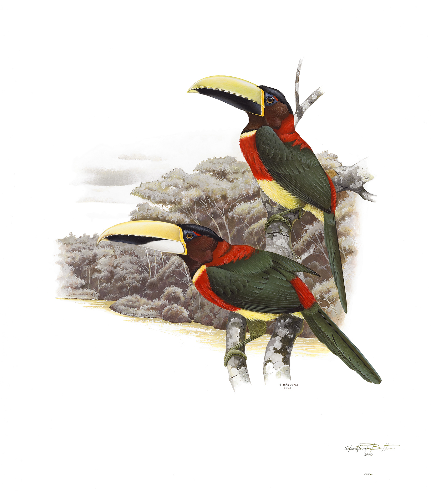 Prancha 22, Pteroglossus bitorquatus