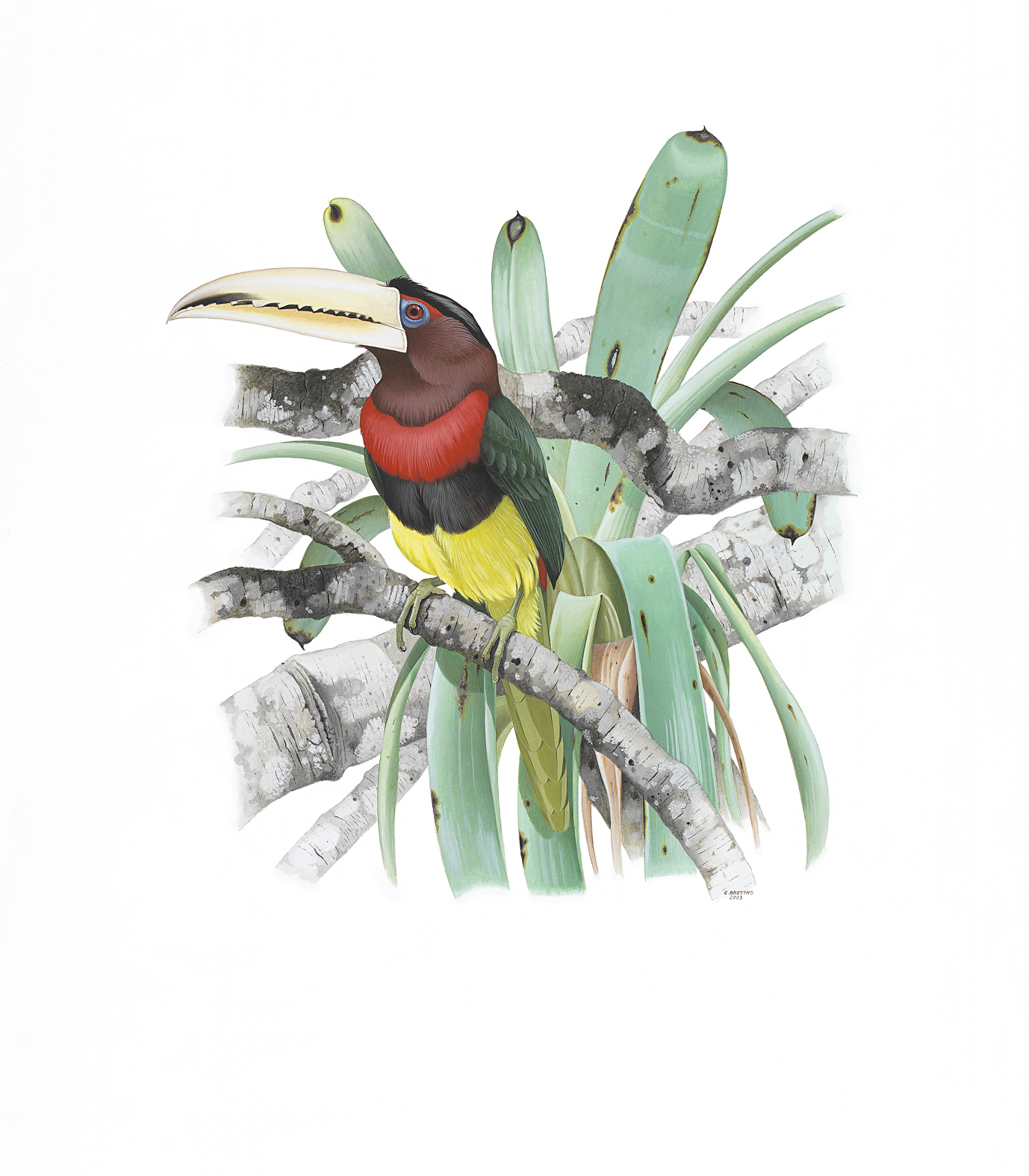 Prancha 24, Pteroglossus azara flavirostris