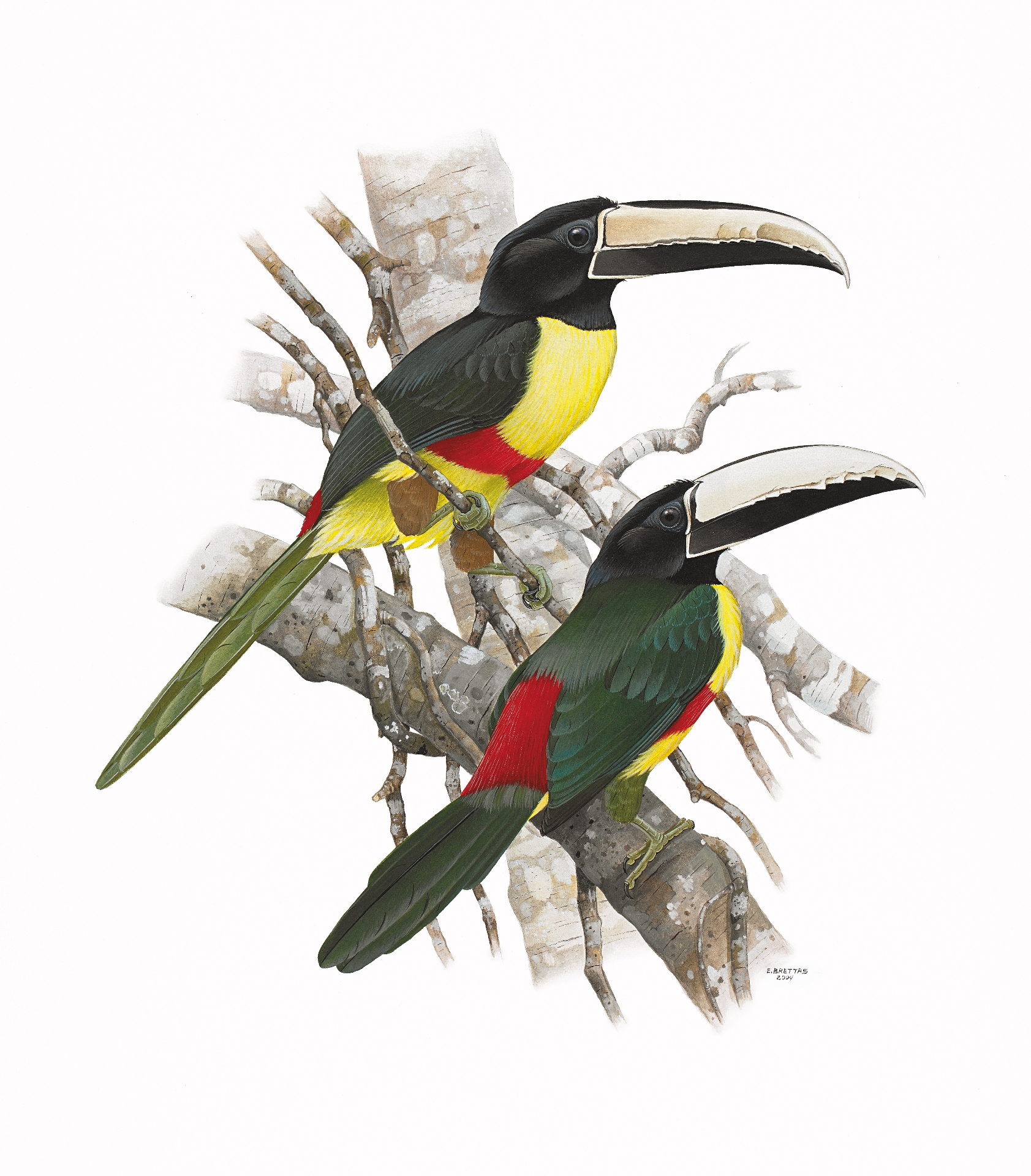 Prancha 25, Pteroglossus aracari