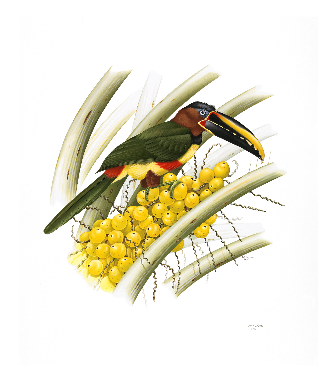 Prancha 26, Pteroglossus castanotis australis
