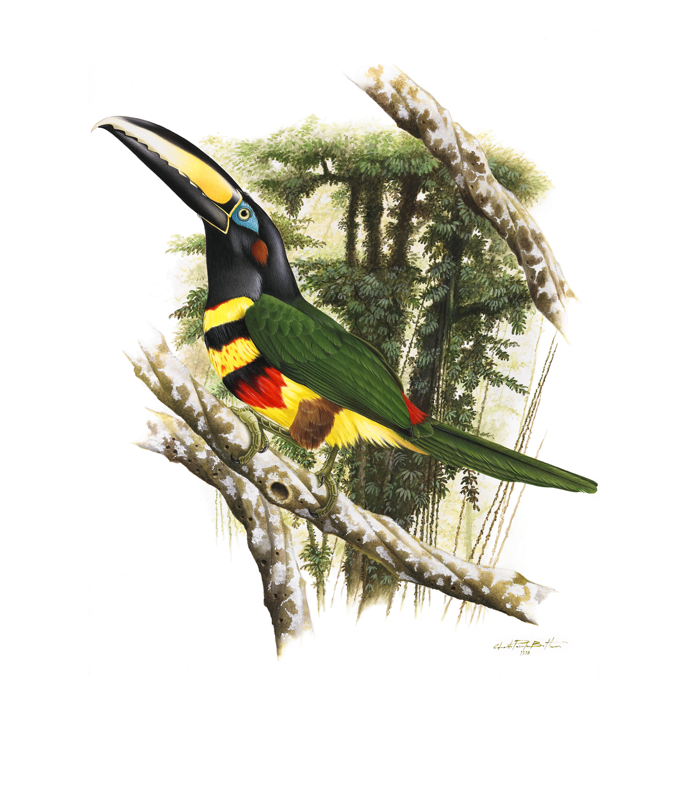 Prancha 27, Pteroglossus pluricinctus