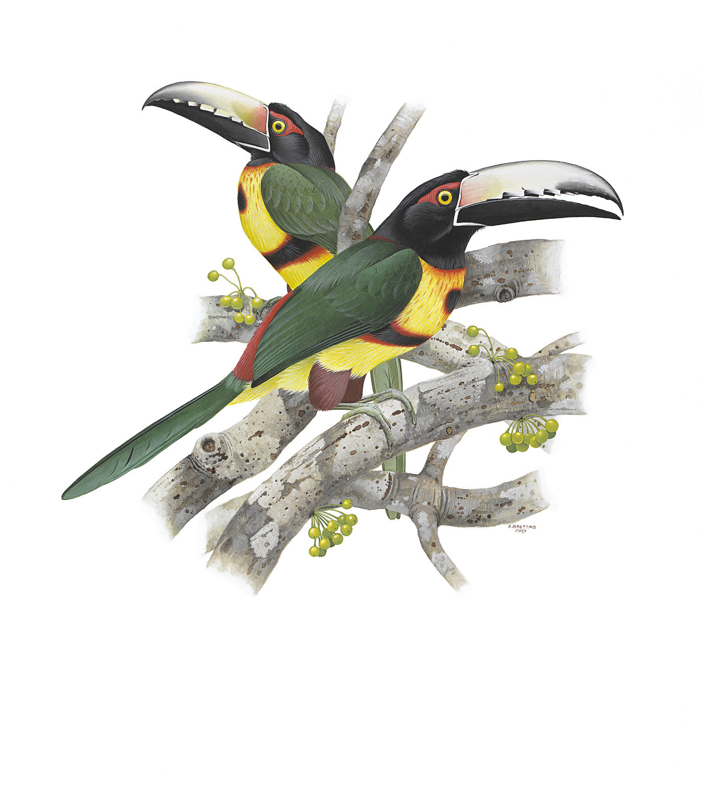 Prancha 28, Pteroglossus torquatus torquatus
