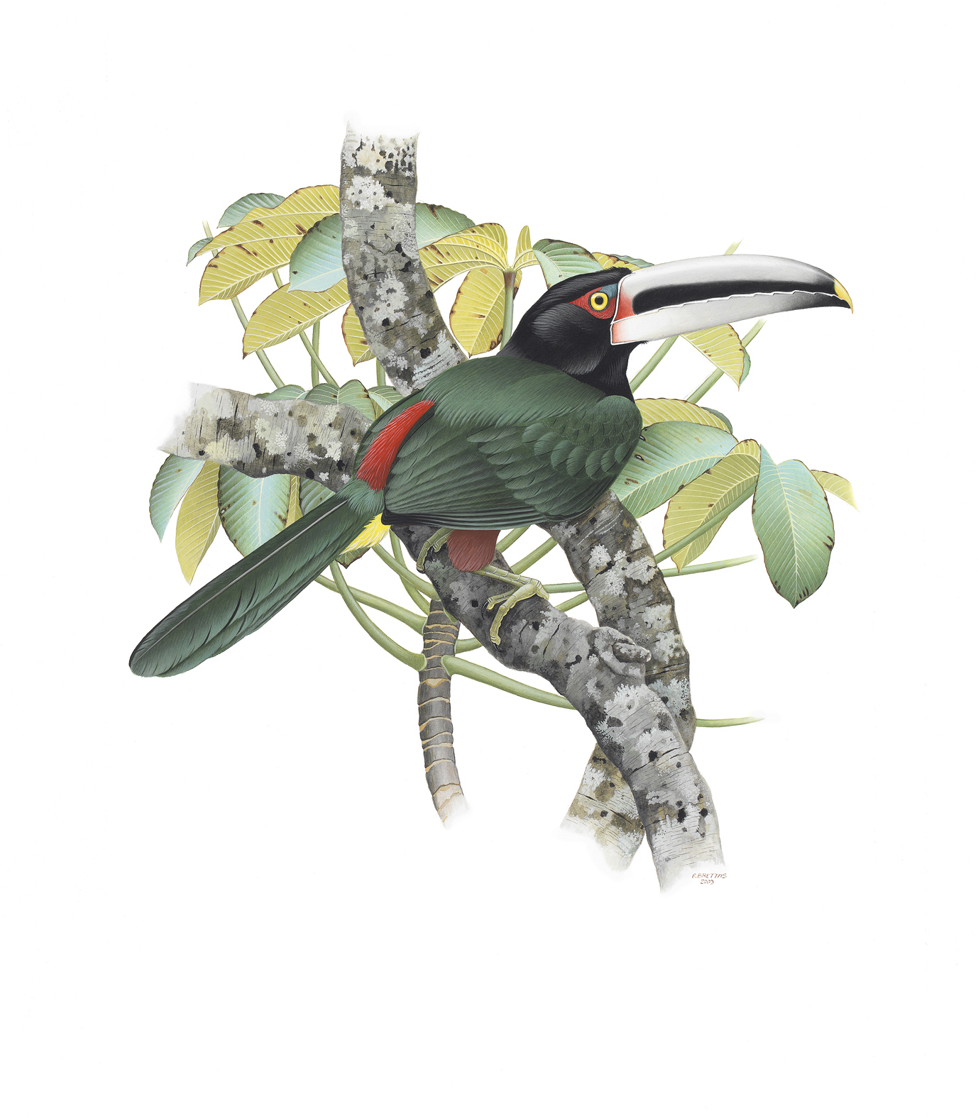 Prancha 29, Pteroglossus torquatus erythropygius