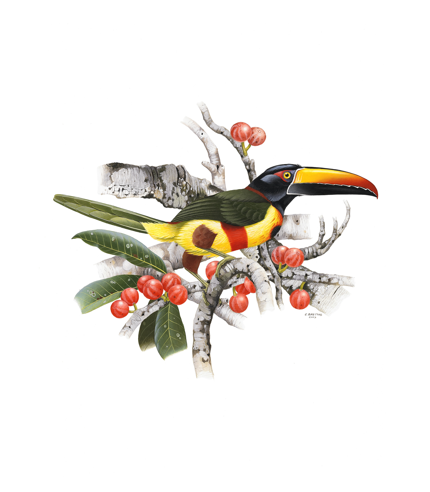 Prancha 30, Pteroglossus torquatus frantzii