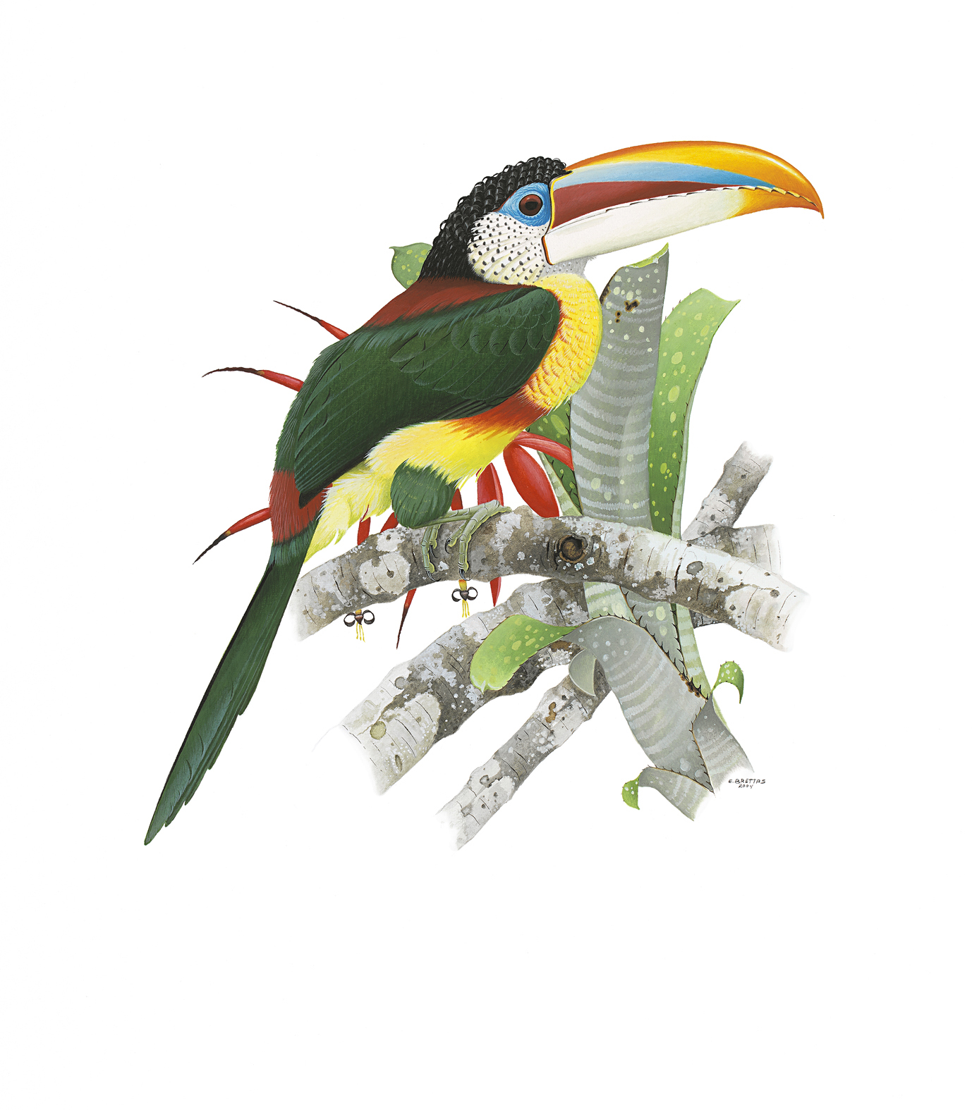 Curl-crested Aracari watercolor plate
