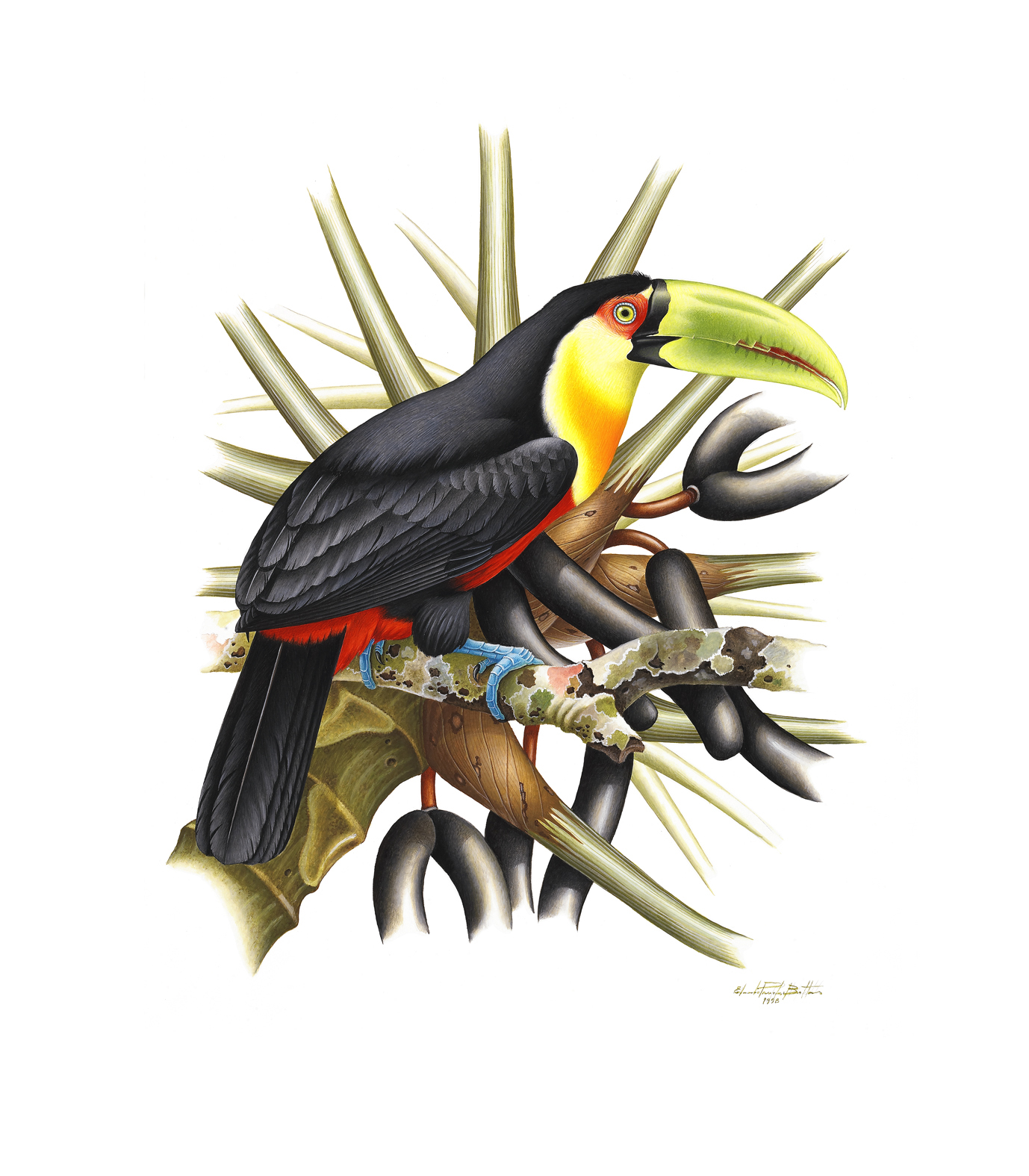 Prancha 32, Ramphastos dicolorus