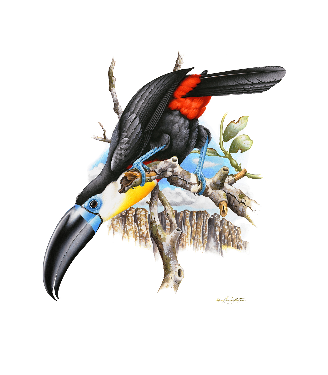 Prancha 33, Ramphastos vitellinus vitellinus