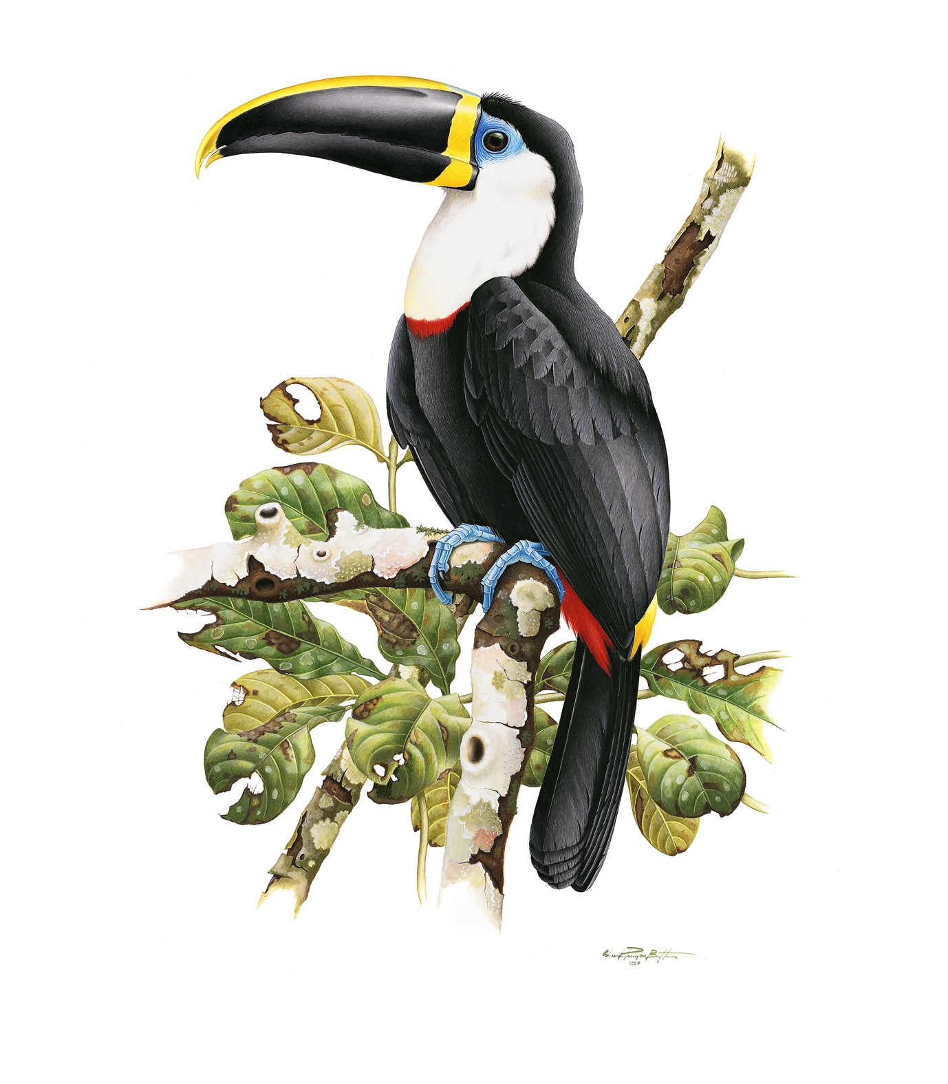 Prancha 34, Ramphastos vitellinus ariel
