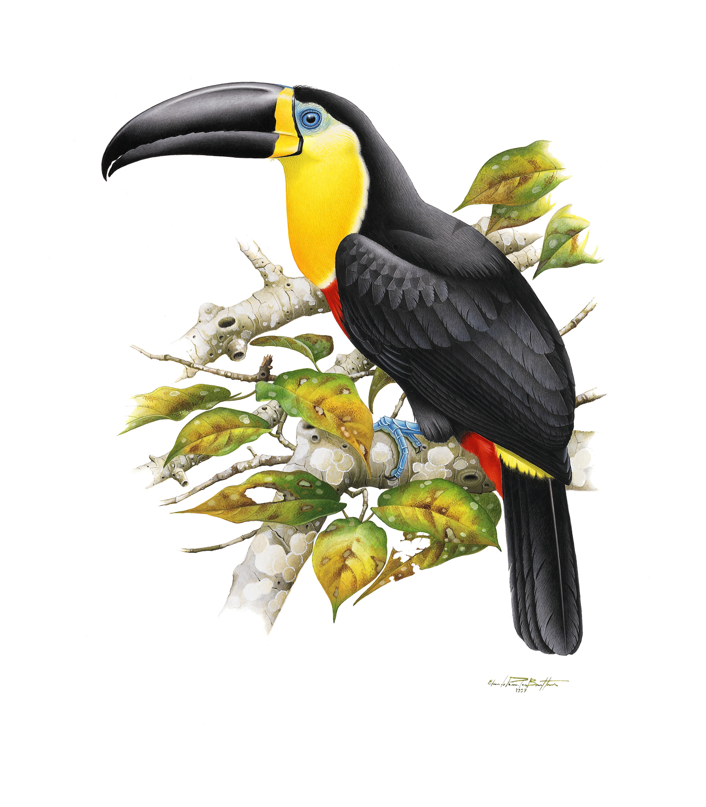 Prancha 35, Ramphastos vitellinus pintoi