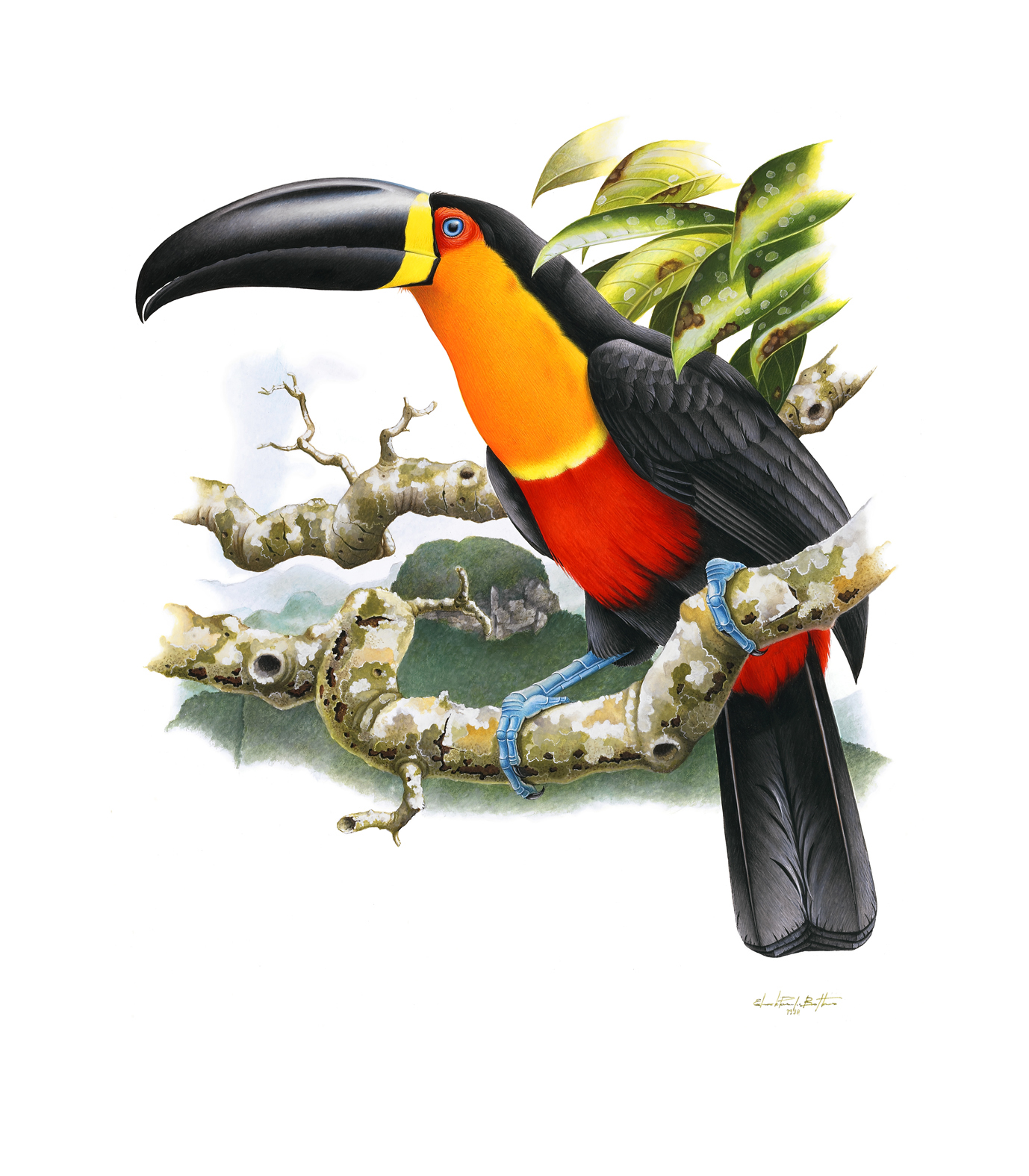 Prancha 36, Ramphastos vitellinus terezae