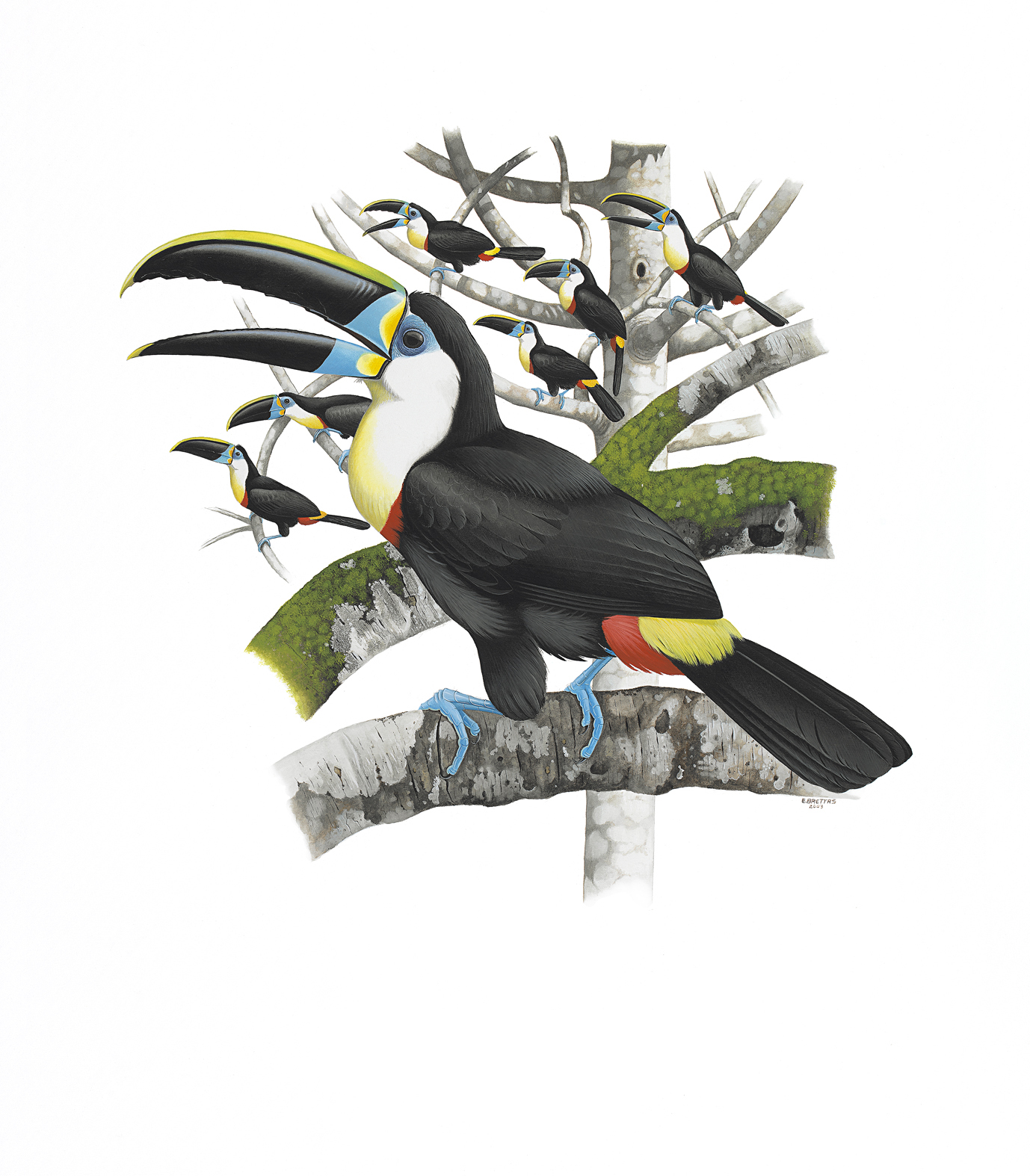 Prancha 37, Ramphastos vitellinus citreolaemus