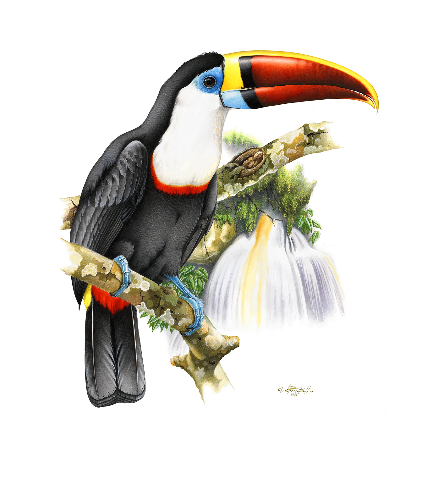 Prancha 38, Ramphastos tucanus tucanus