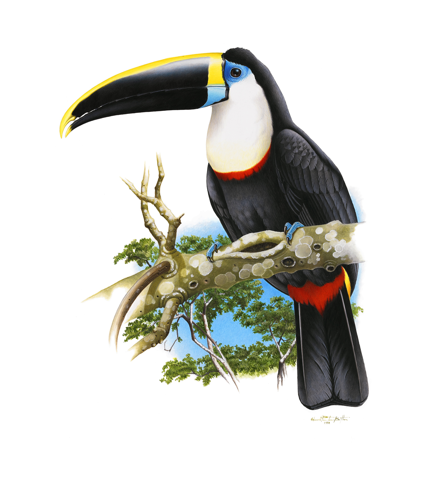 Prancha 39, Ramphastos tucanus cuvieri
