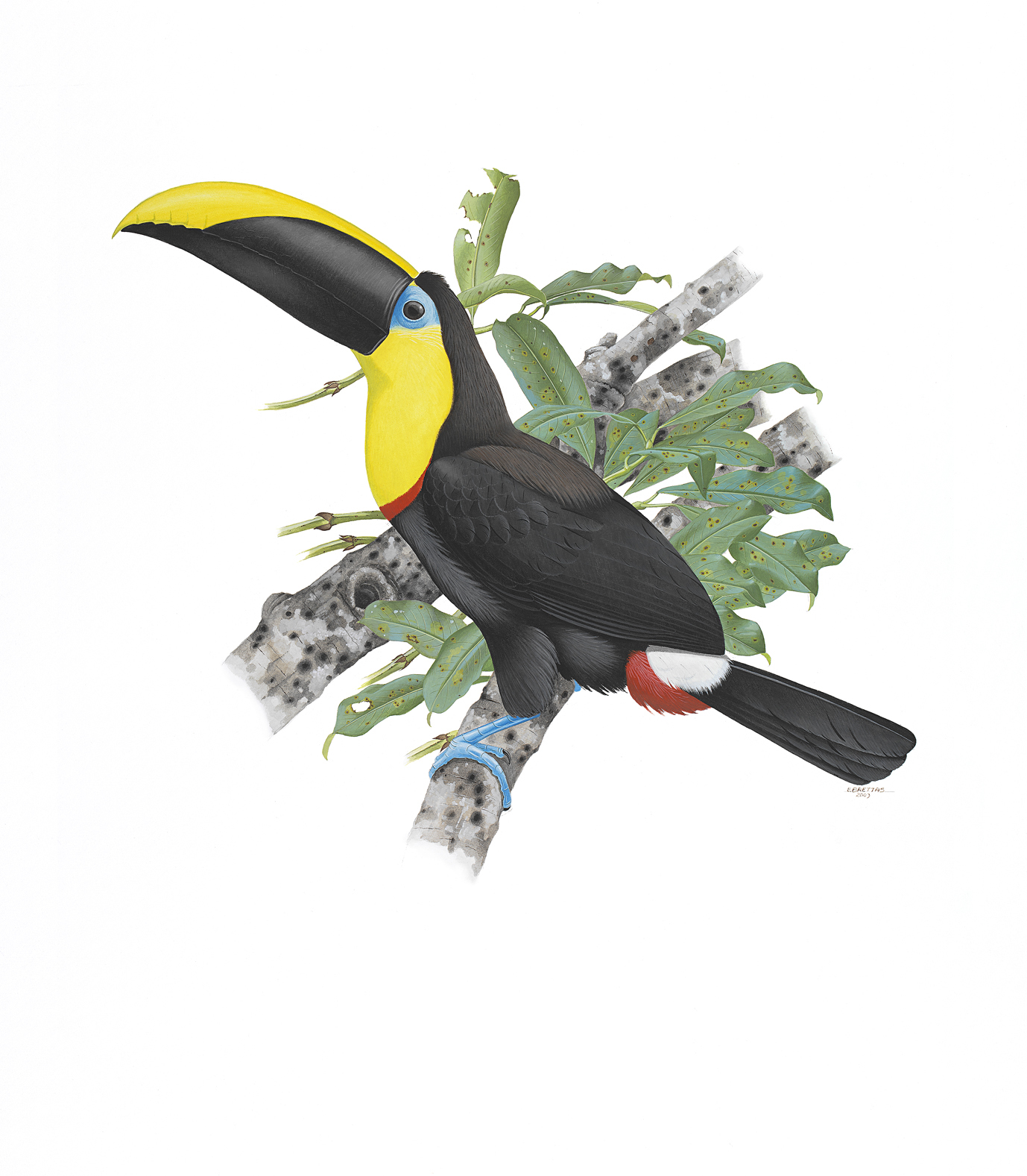 Prancha 40, Ramphastos ambiguus ambiguus