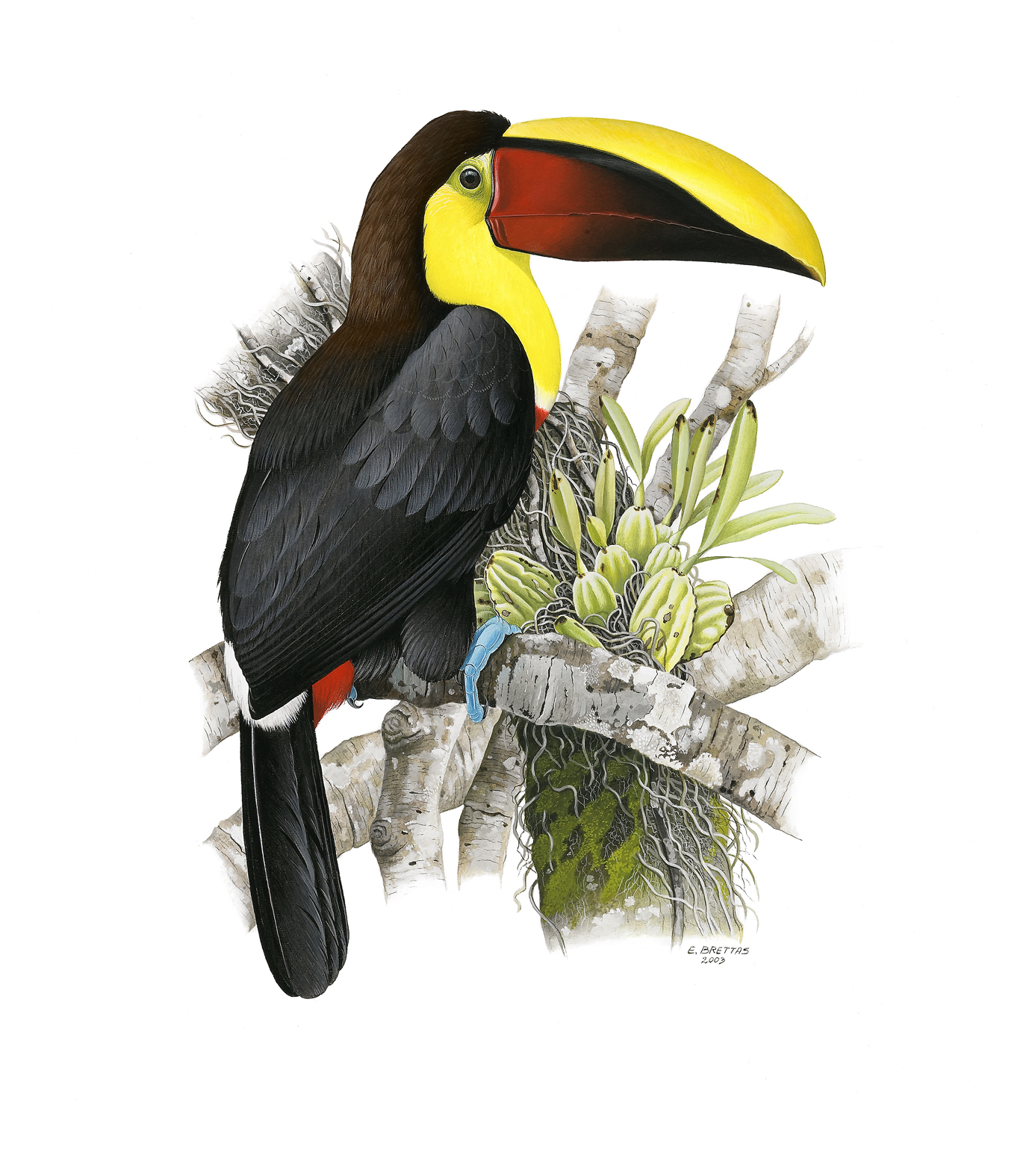 Prancha 41, Ramphastos ambiguus swainsoni