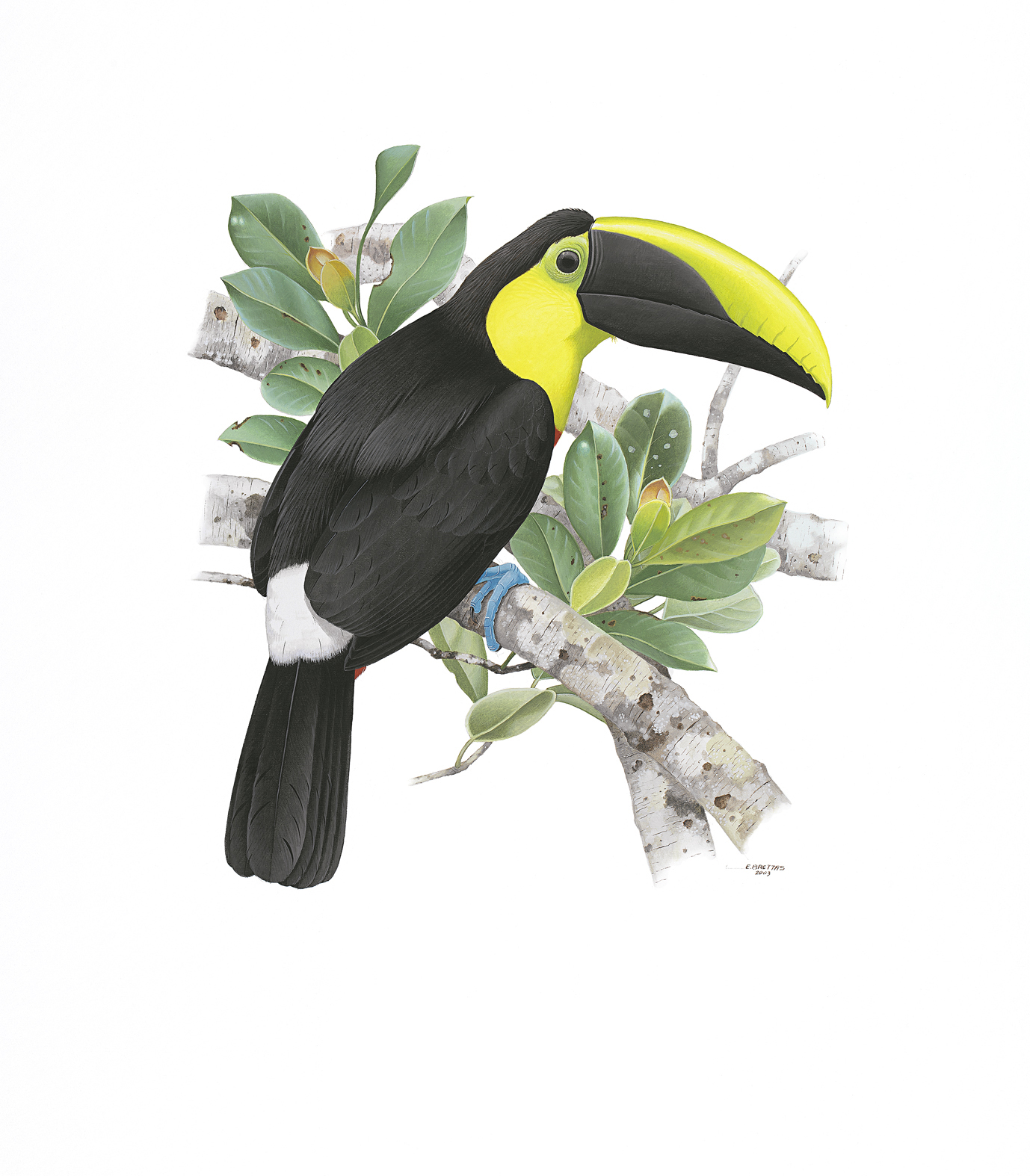 Prancha 42, Ramphastos brevis