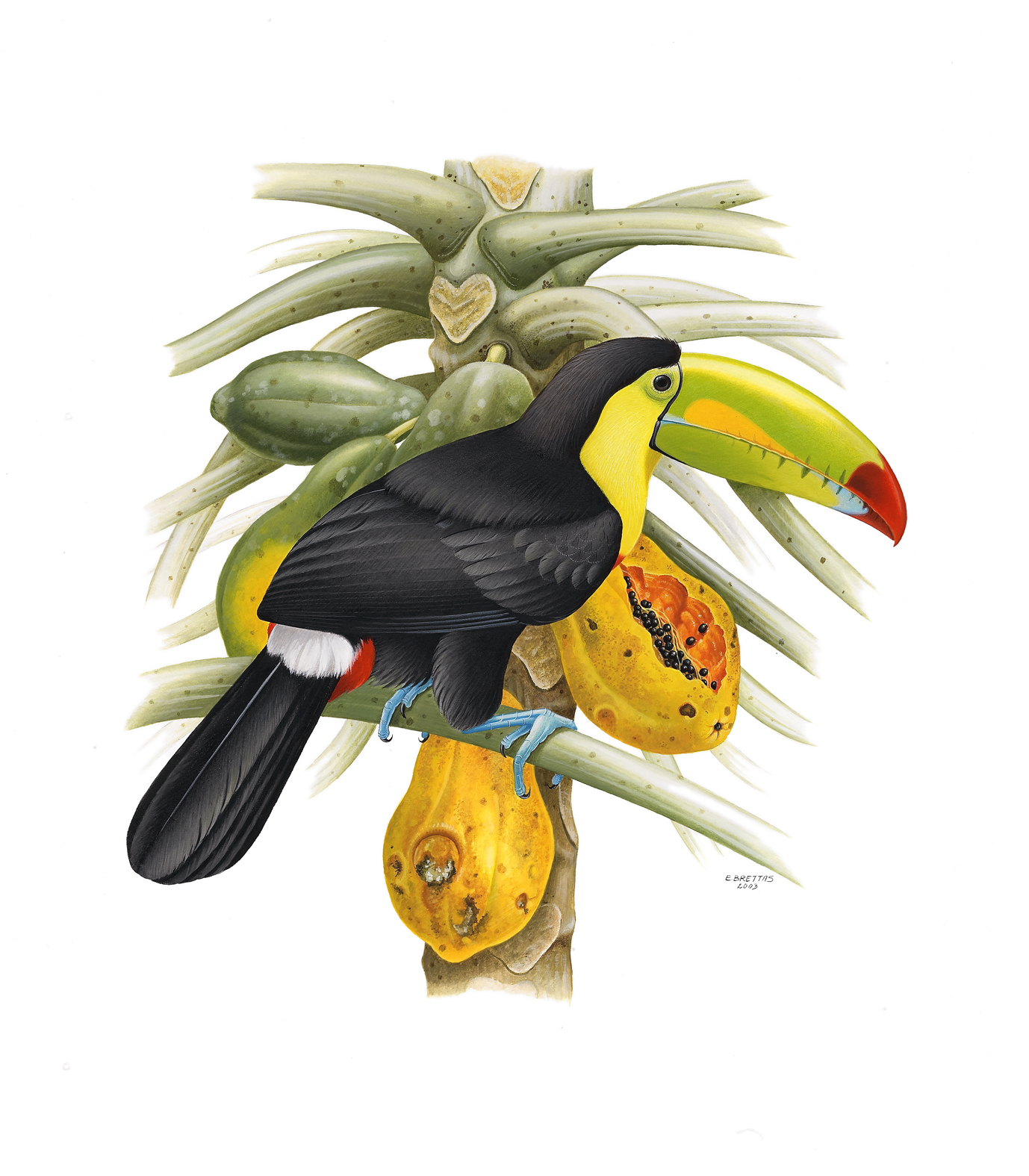 Keel-billed Toucan watercolor plate