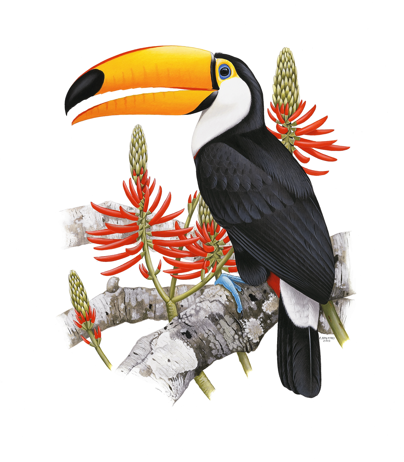 Toco Toucan watercolor plate